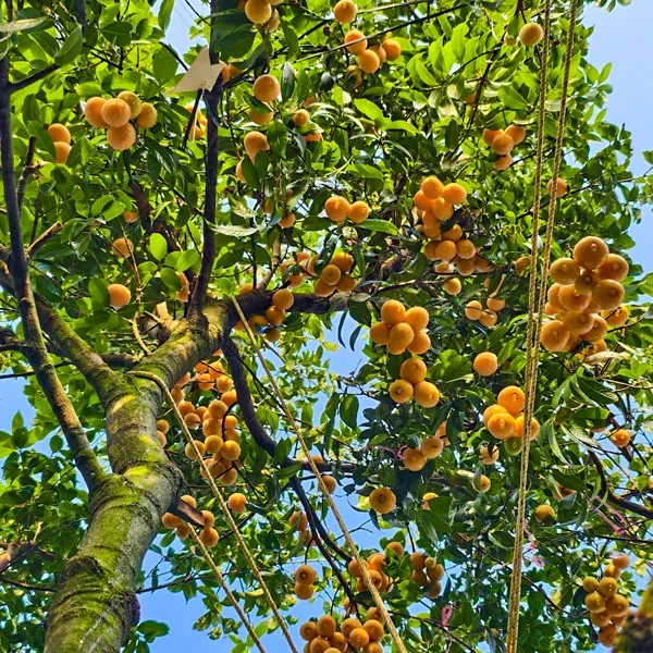 Cây giống Thanh trà ngọt